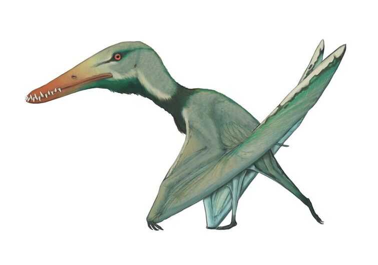 Possible brooding of pterosaur parents