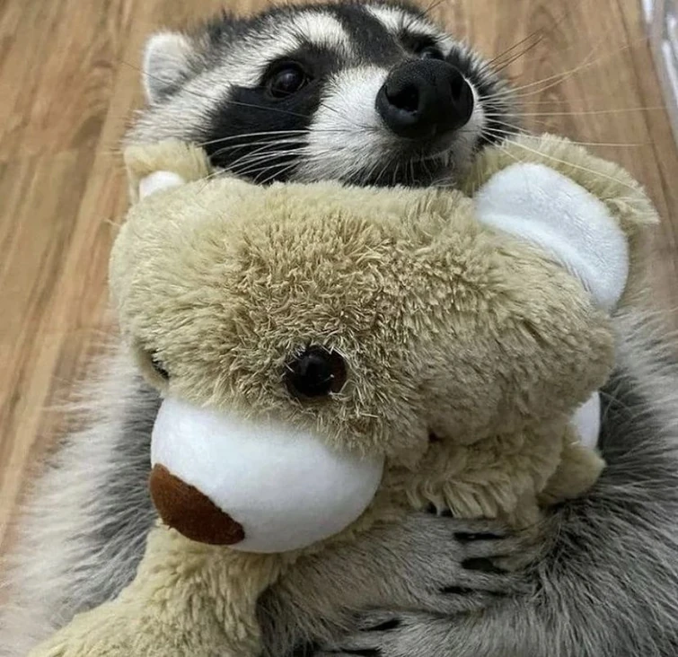 Raccoon Appreciation Post 4 Teddy Bear Edition 🧸 Fandom(00)