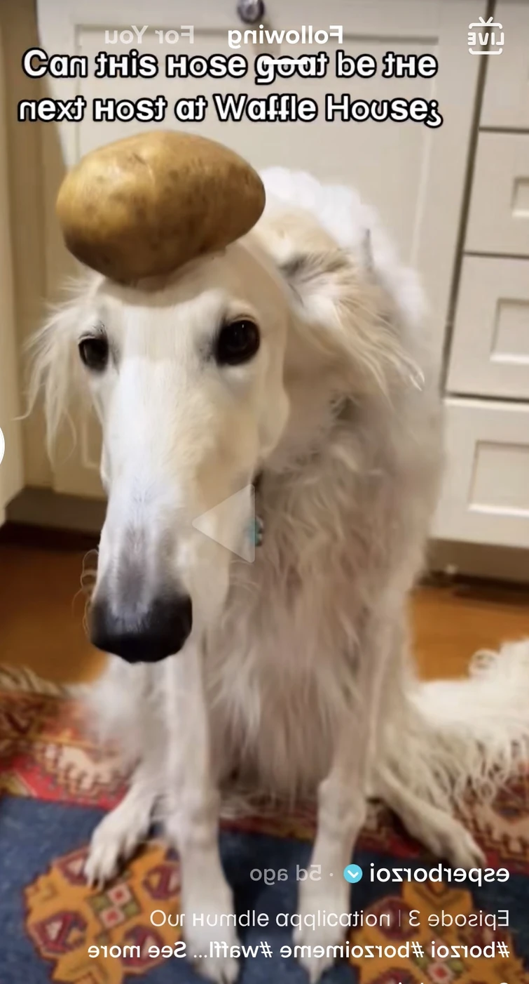 What drag would this dog be? (Pic in comments) Fandom