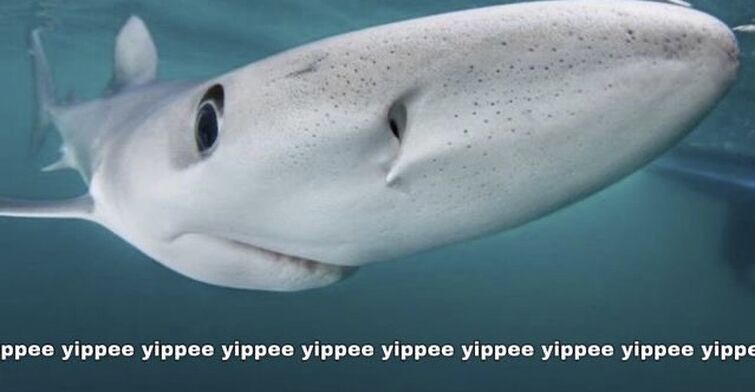 I like sharks :D | Fandom