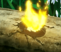 Mai burning a beetle