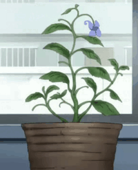 Flower-2