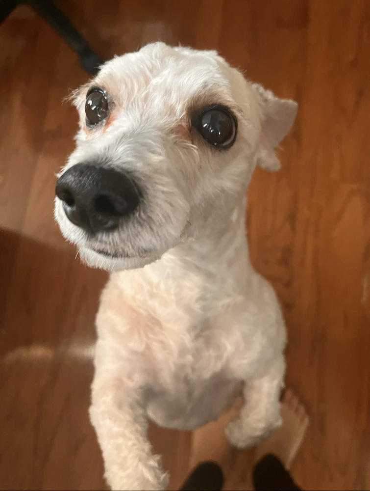 Why Does My Dog Ignore Other Dogs