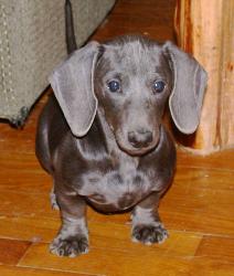 blue dachshund