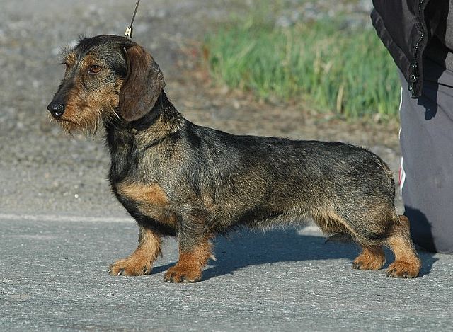 Wild sales boar dachshund