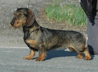 Wild boar wire haired dachshund discount