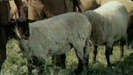 Tin.Hat.sheep