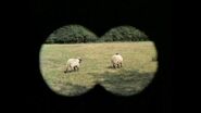 the sheep through the Verger's Binoculars