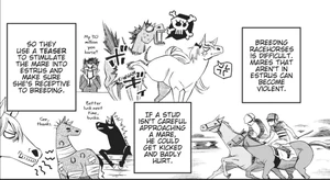 The practice of the teaser stallion in horse breeding.