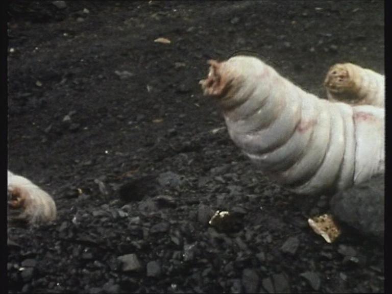 Giant Maggots, Dr Who Wiki