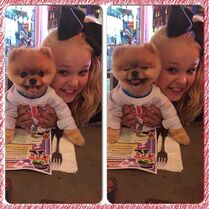 JoJo and Jiff the Pomeranian for ALDC LA opening