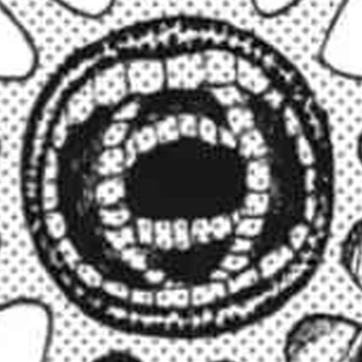 Mongolian Death Worm (Hatchling)