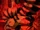 Naki Kito's Subterranean People form (Anime).png