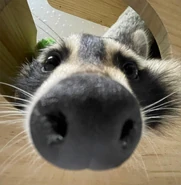 Ditto, but the original image of the Ability icon