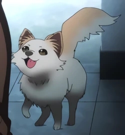 Gundham Tanaka's Pomeranian