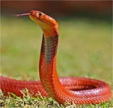 Spitting Cobra | Animals Wiki Fandom