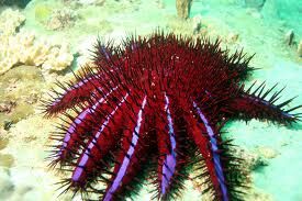 Crown-of-thorns starfish - Wikipedia