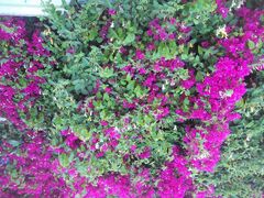 Bougainvillea nechalim