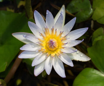 Daubeny's water lily at BBG (50824)