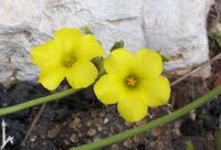 Oxalis pes-caprae iakir