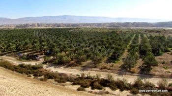 התמרים המשובחים