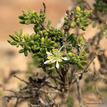 Zygophyllum dumosum Boiss Jerucham