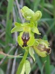 דבורנית צהובה, Ophrys lutea, על השפית שרטוט חום דמוי אגרטל עם צוואר דק, מוקף בשוליים קרחים ירוקים-צהובים. צילם:Sf2000-ויקיפדיה