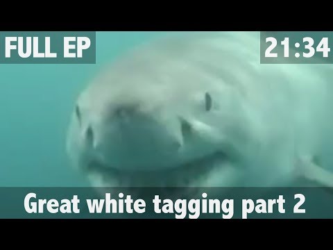 THE_SEARCH_FOR_THE_GREAT_WHITE_SHARK_PART_2