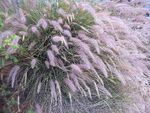 PENNISETUM SETACEUM karne shomron