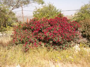 פריחה אדומה של שיח שושנים