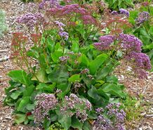 עדעד קנרי - Photo of Limonium perezii at the San Francisco Botanical Garden, taken June 2005 by User:Stan Shebs