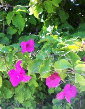 Bougainvillea kdumim 02