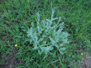 Helichrysum sanguineum