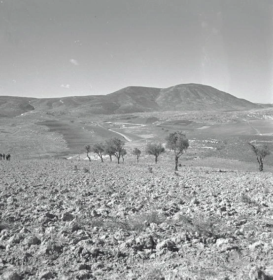 הר מירון מעין זיתים - 1946