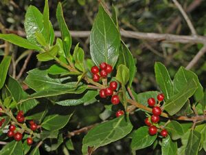 Rhamnaceae - Rhamnus alaternus