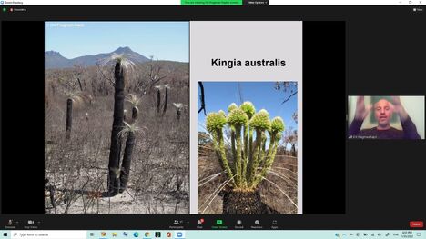 kingia_australis