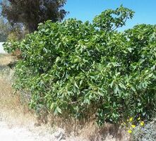 Ficus carica full