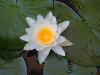 1280px-Nymphaea alba 2