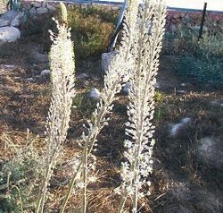 Urginea maritima AHILL OF ANTIQUITIES