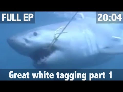 THE_SEARCH_FOR_THE_GREAT_WHITE_SHARK