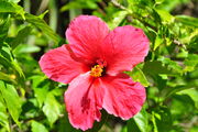 Taiwan hibiscus