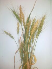 Wheat arad