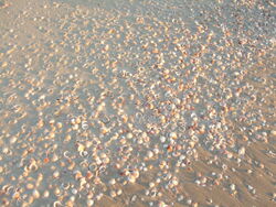 Shells on the beach