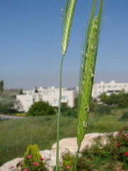 דגןaaaa.png
