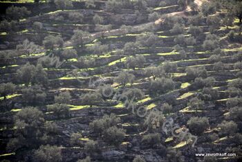 טרסות מקור הצילומים הוא אלבום התמונות של הצלם זאב רוטקוף, הנמצא באתרו zevrothkoff.com בתוית טיולים