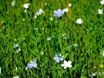 Linum usitatissimum