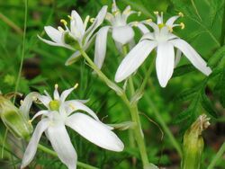 Ornithogalum narbonense from Kedumim