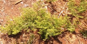 Prosopis Farcta nechalim 2.jpg