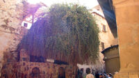 Burning Bush, St Catherine's Monastery