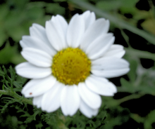 Chrysanthemum coronarium rosh hain 01